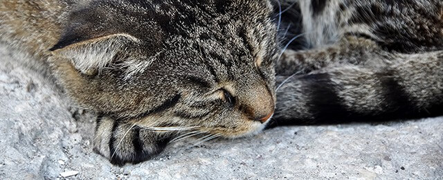 ペットロスにならないお別れの方法