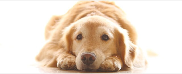 ペット葬儀までにやっておくべき最後の仕事